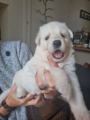 Les chiots de Berger Blanc Suisse