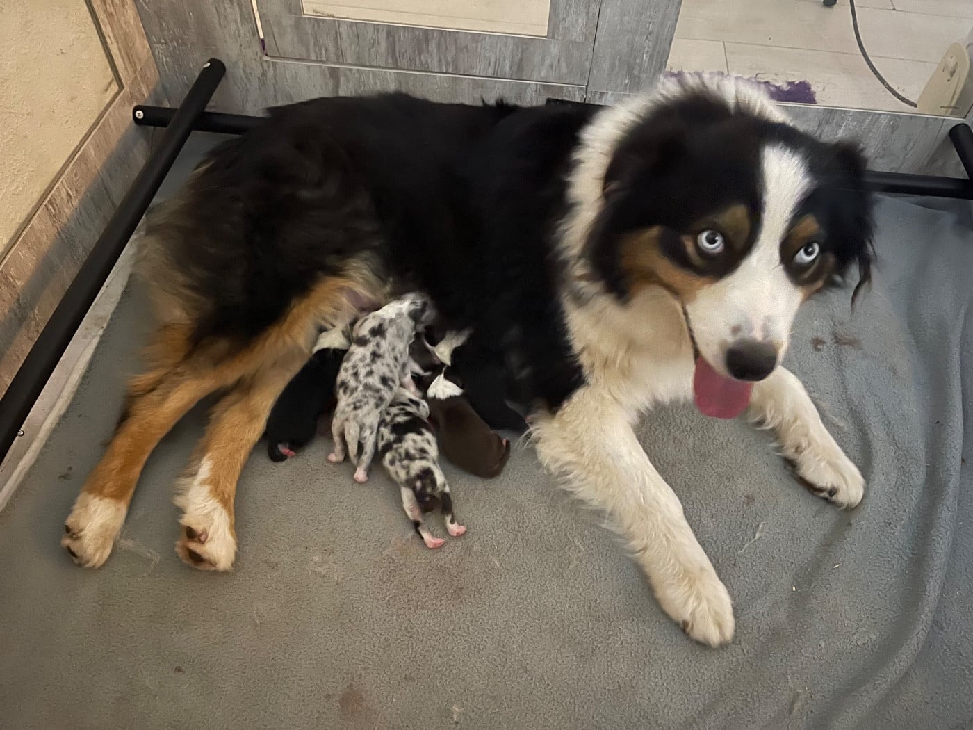 Berger Australien - Des Austra'liens Du Coeur De Provence