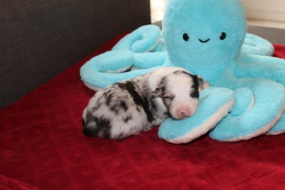 Les chiots de Berger Australien