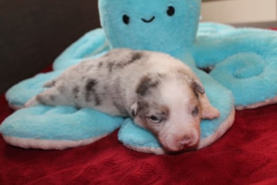 Les chiots de Berger Australien