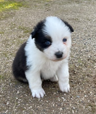 Les chiots de Berger Australien