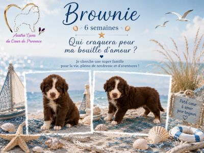 Les chiots de Berger Australien