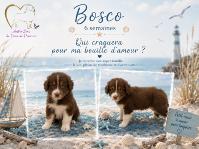 Les chiots de Berger Australien