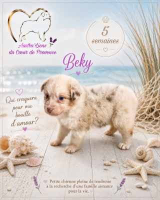 Les chiots de Berger Australien