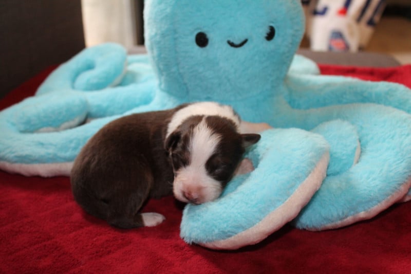 Berger Australien - Des Austra'liens Du Coeur De Provence