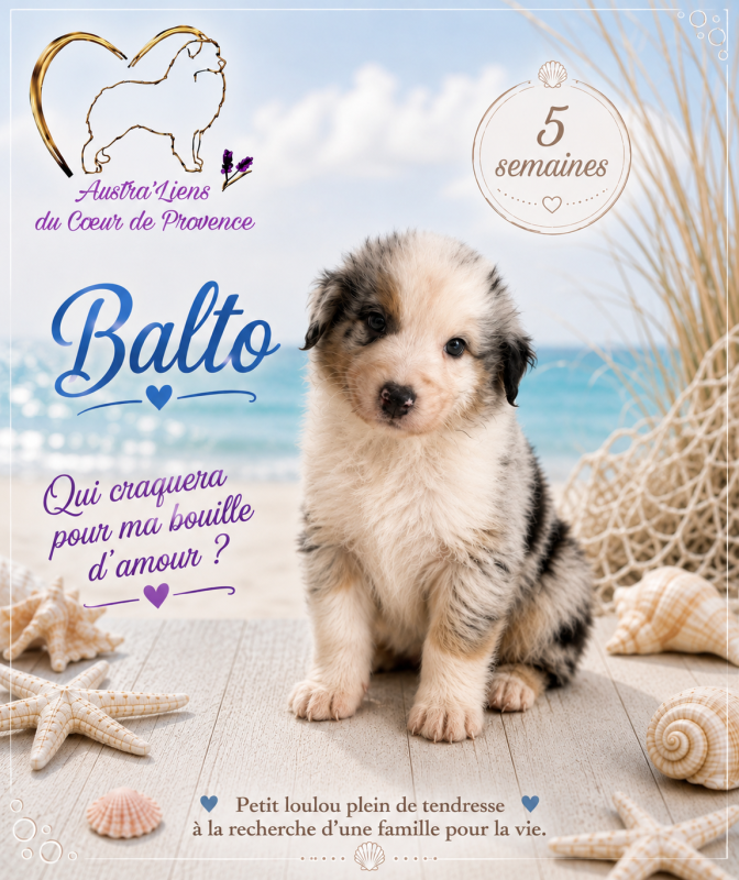 Berger Australien - Des Austra'liens Du Coeur De Provence