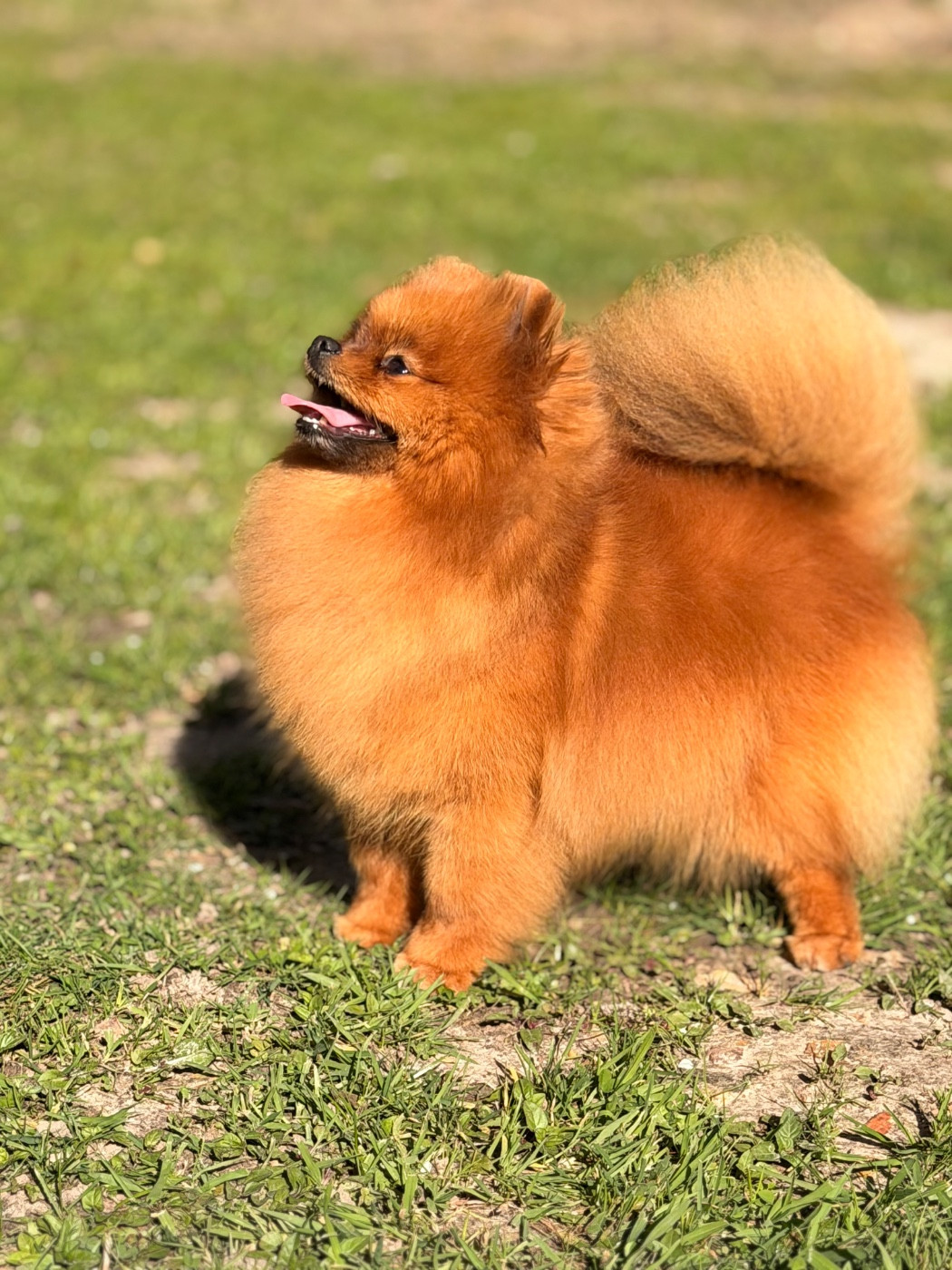 Pom Of The Gang Lucy