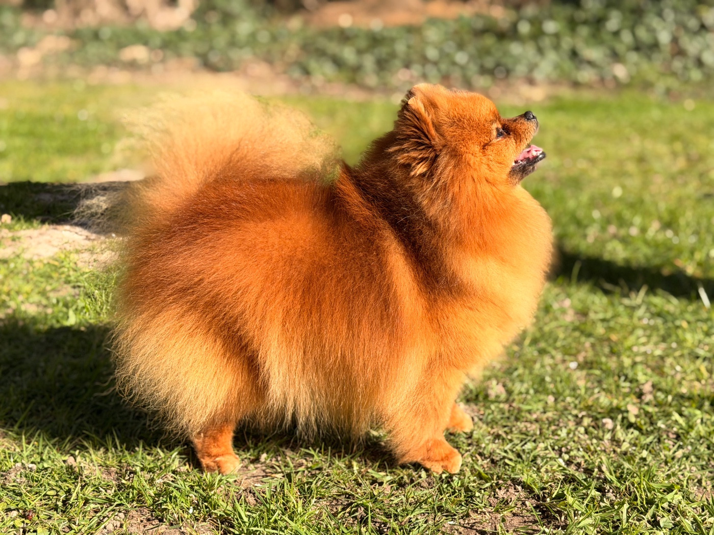 Pom Of The Gang Lucy