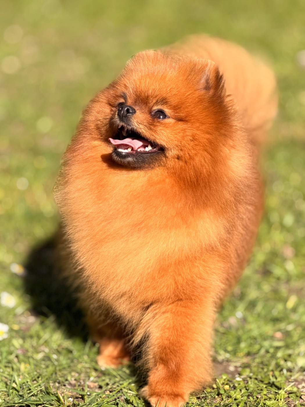 Pom Of The Gang Lucy