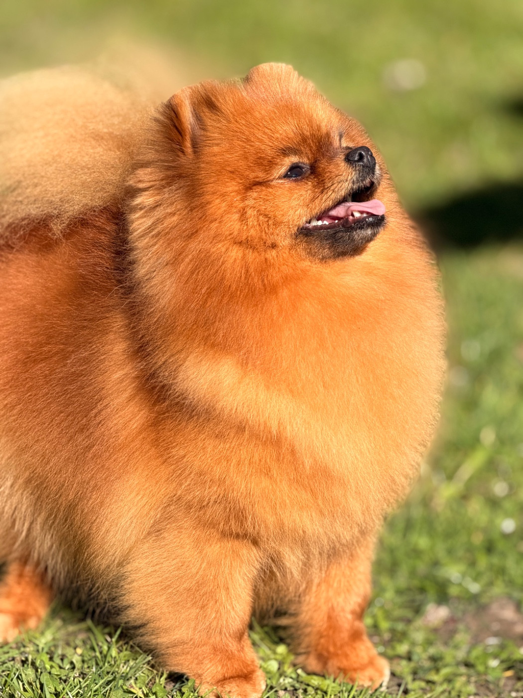 Pom Of The Gang Lucy