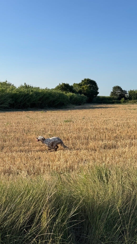 Topaze Du Long Bec D'enchanet