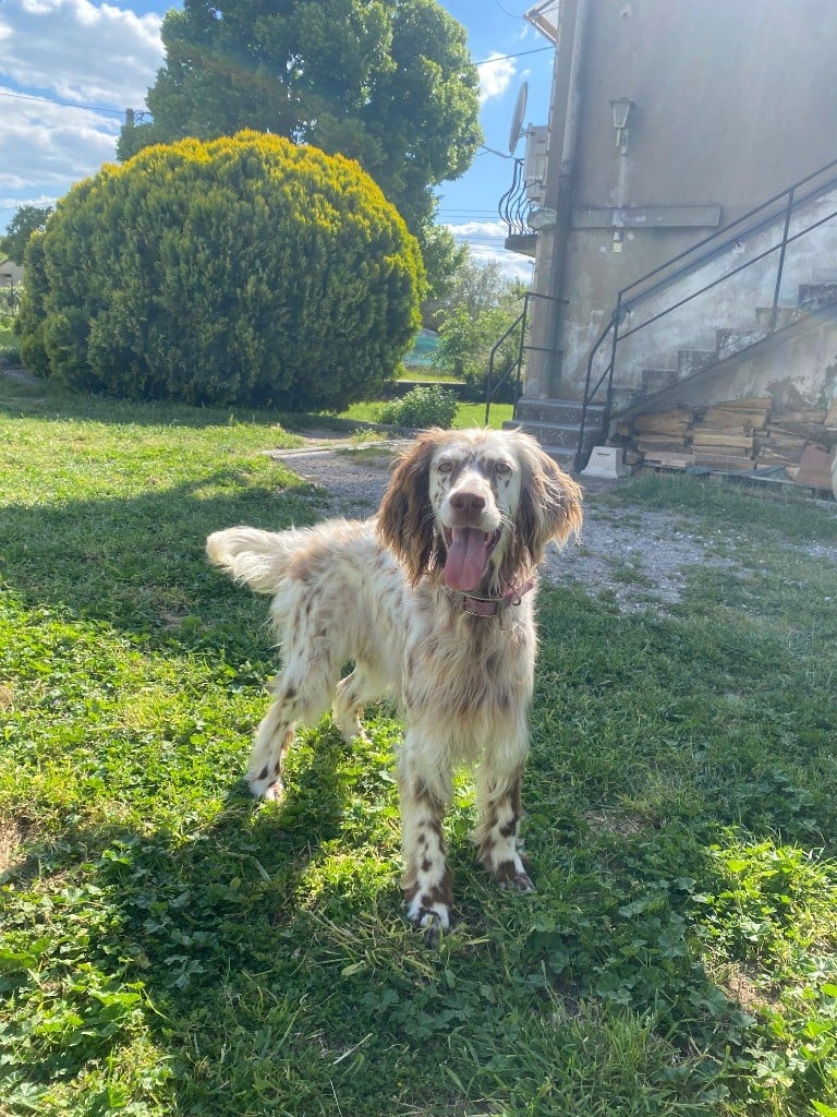 Topaze Du Long Bec D'enchanet