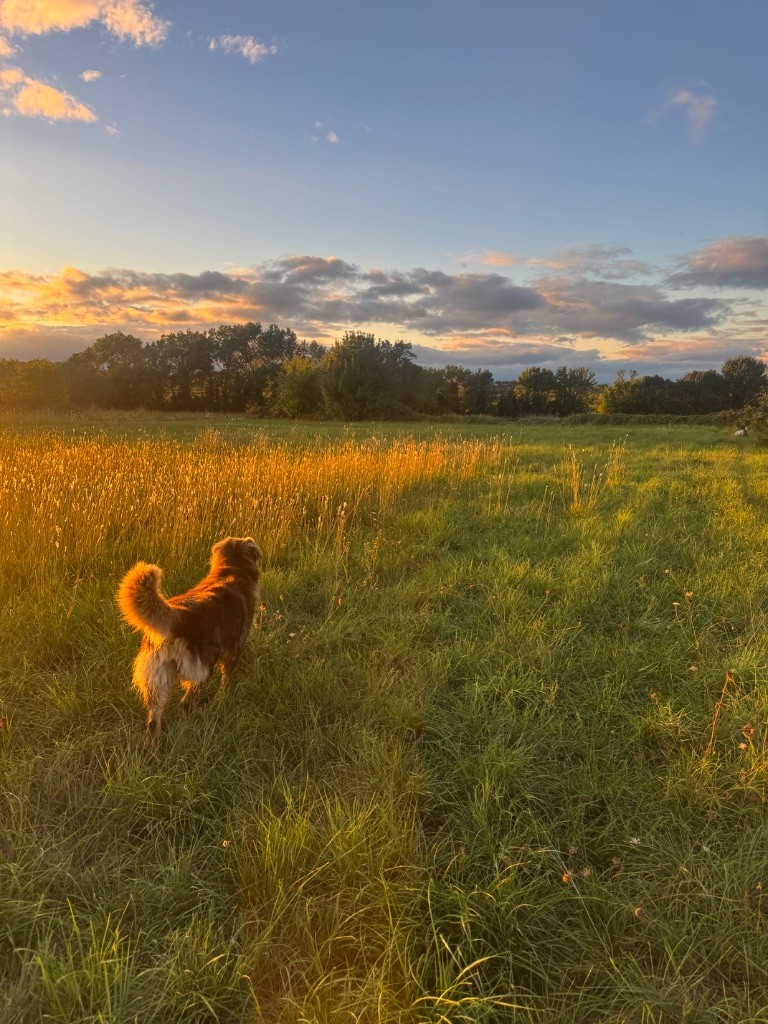 Pelegrine des balat de sistre