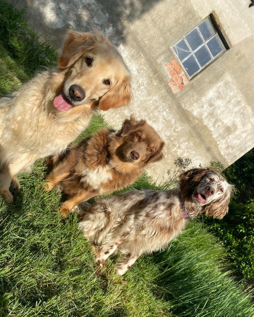 Pelegrine des balat de sistre