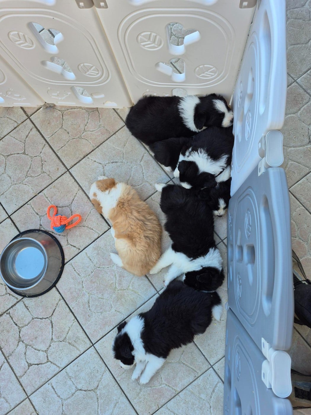 Border Collie - De La Cité Des Peintres