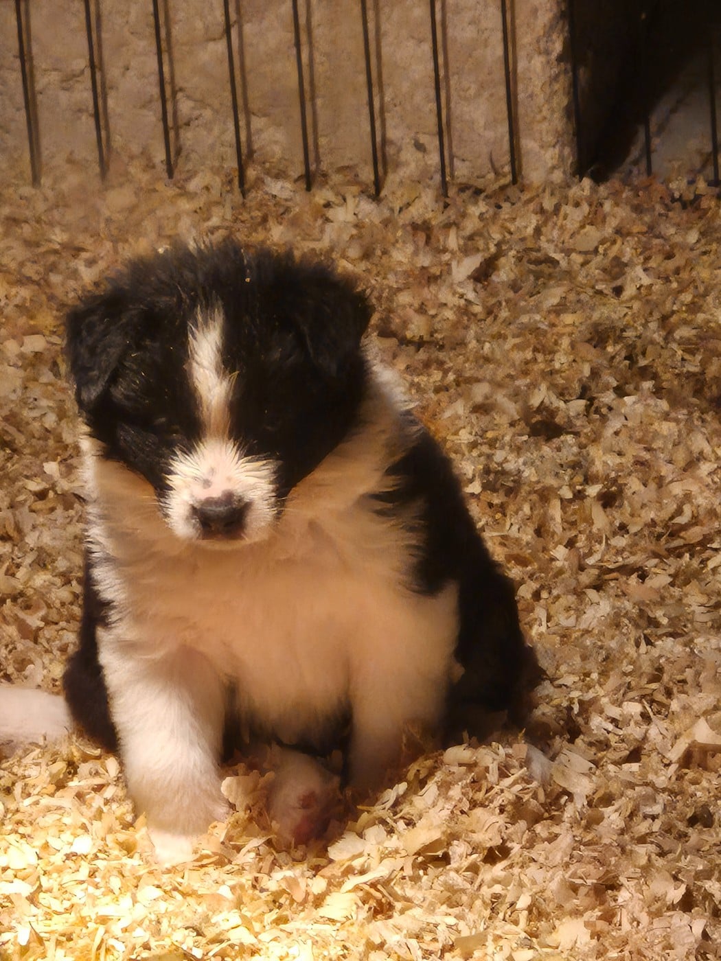 CHIOT 3