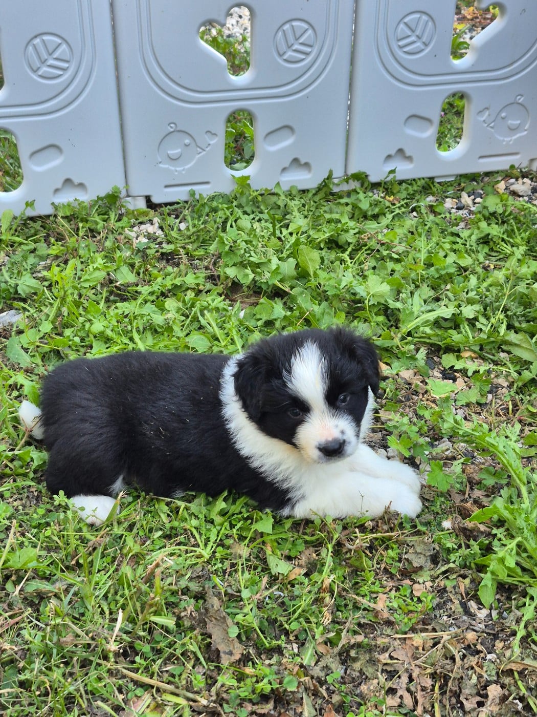 CHIOT 5