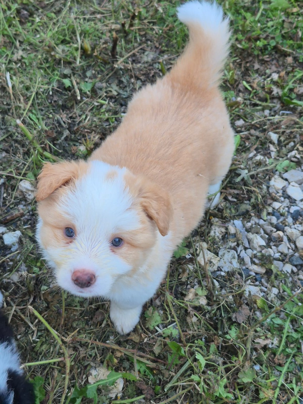 CHIOT 6