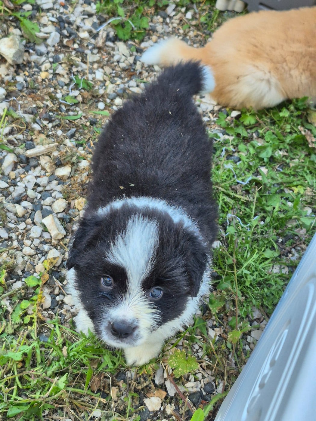 CHIOT 4