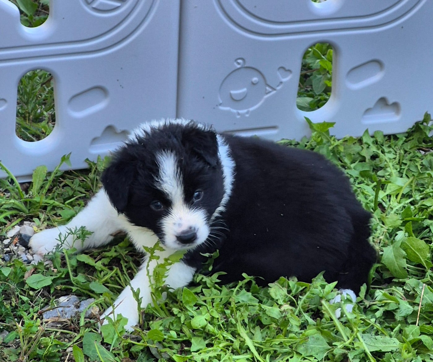 CHIOT 3
