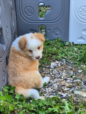 Les chiots de Border Collie