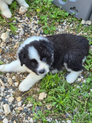 Les chiots de Border Collie