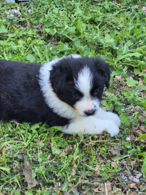 Les chiots de Border Collie