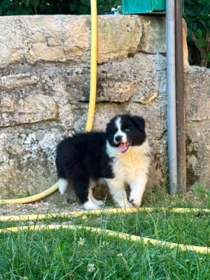Les chiots de Border Collie
