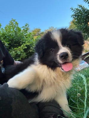 Les chiots de Border Collie