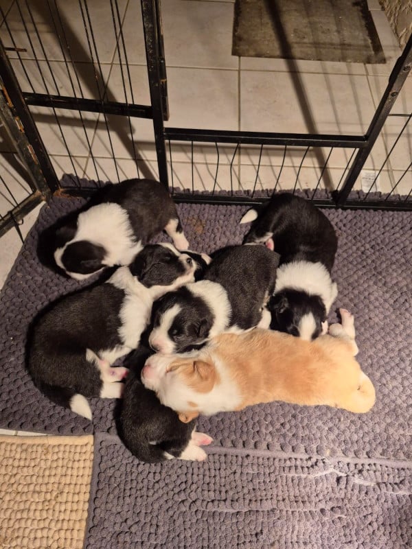Border Collie - De La Cité Des Peintres