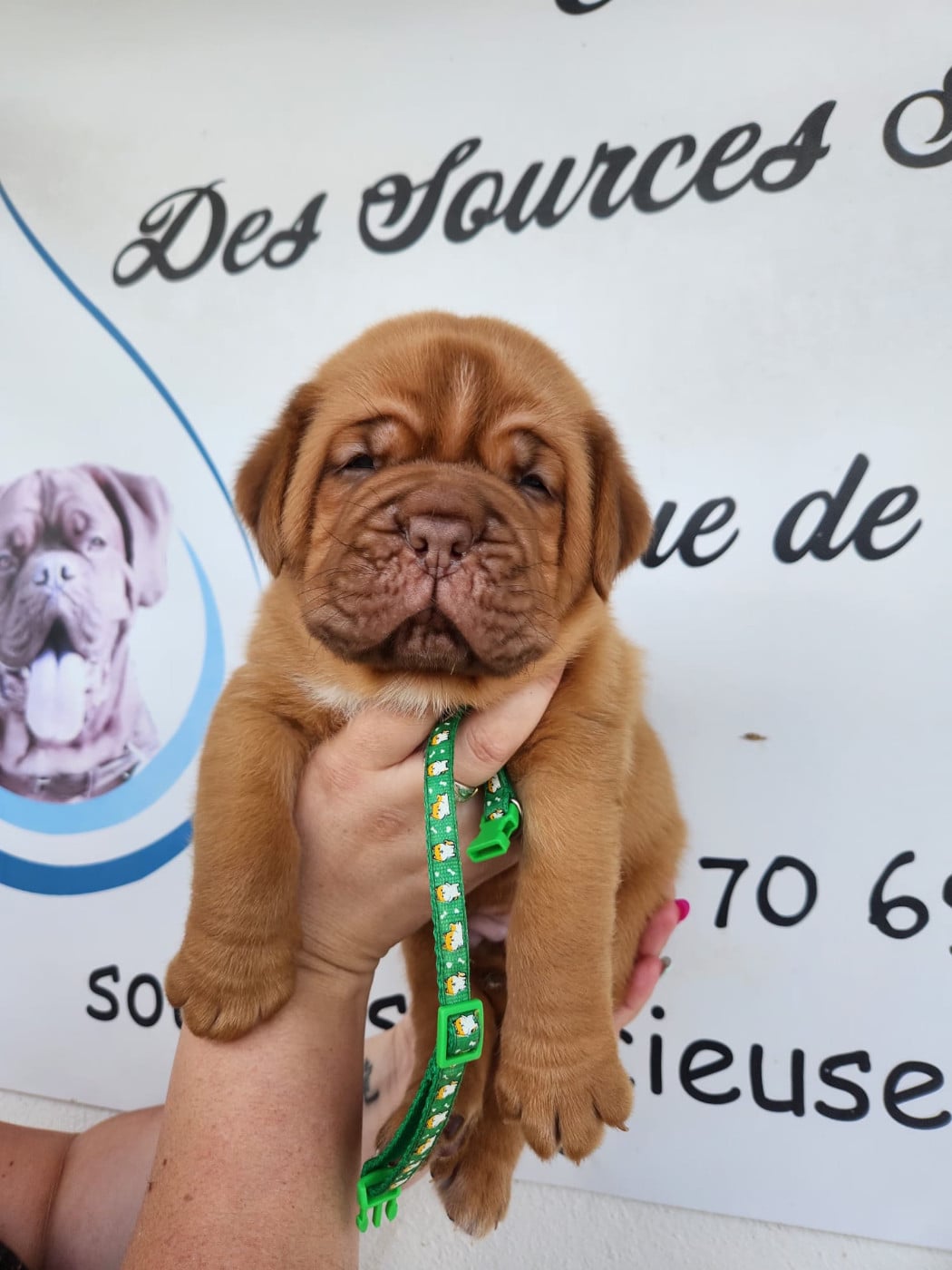 Dogue de Bordeaux - Des Sources Precieuses
