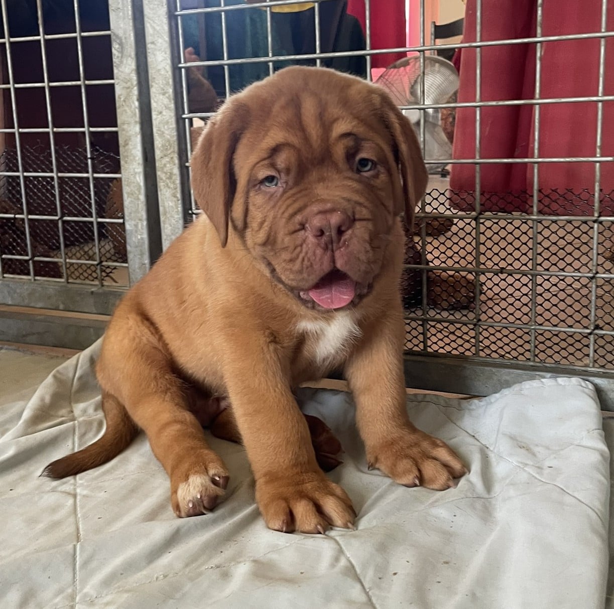 Dogue de Bordeaux - Des Sources Precieuses