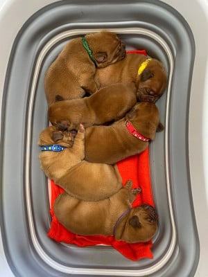 Les chiots de Dogue de Bordeaux