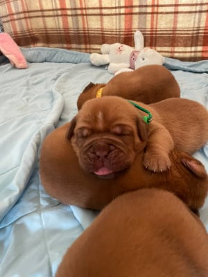 Les chiots de Dogue de Bordeaux