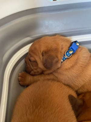 Les chiots de Dogue de Bordeaux
