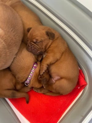 Les chiots de Dogue de Bordeaux