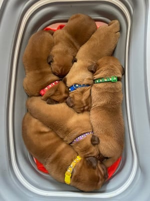 Les chiots de Dogue de Bordeaux