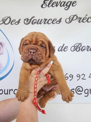 Les chiots de Dogue de Bordeaux