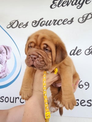 Les chiots de Dogue de Bordeaux