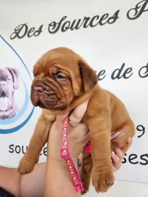 Les chiots de Dogue de Bordeaux