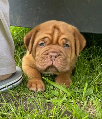 Les chiots de Dogue de Bordeaux