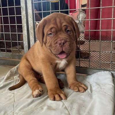Les chiots de Dogue de Bordeaux