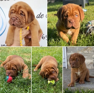 Les chiots de Dogue de Bordeaux