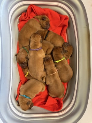 Les chiots de Dogue de Bordeaux