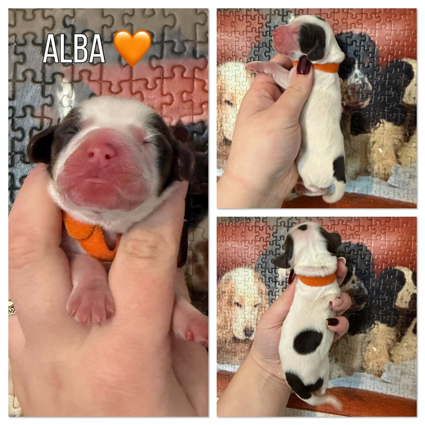 Cocker Spaniel Anglais - de la vignelais