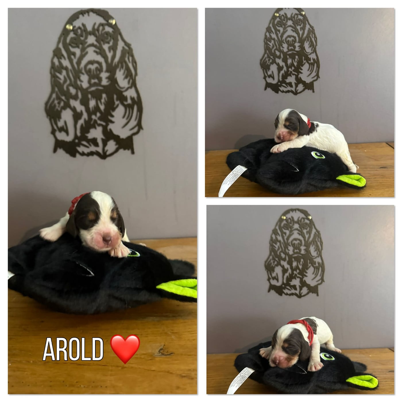 Arold