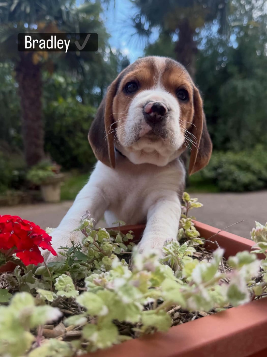 Beagle - de la vignelais