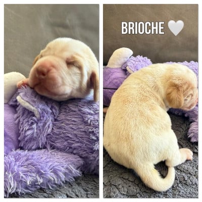 Les chiots de Beagle