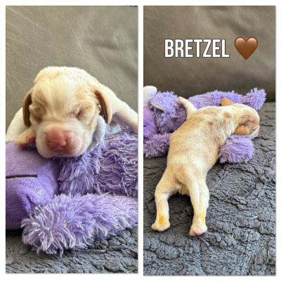 Les chiots de Beagle