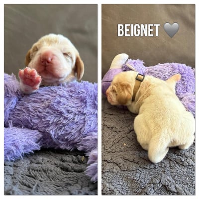 Les chiots de Beagle